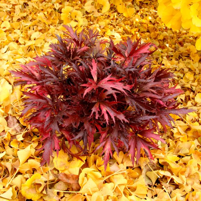 Image property of and used with permission from TERRA NOVA® Nurseries, Inc.