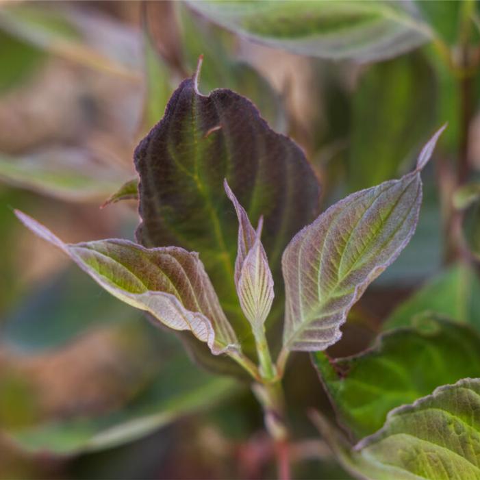 Cornus alba 'Veerpaalen3'