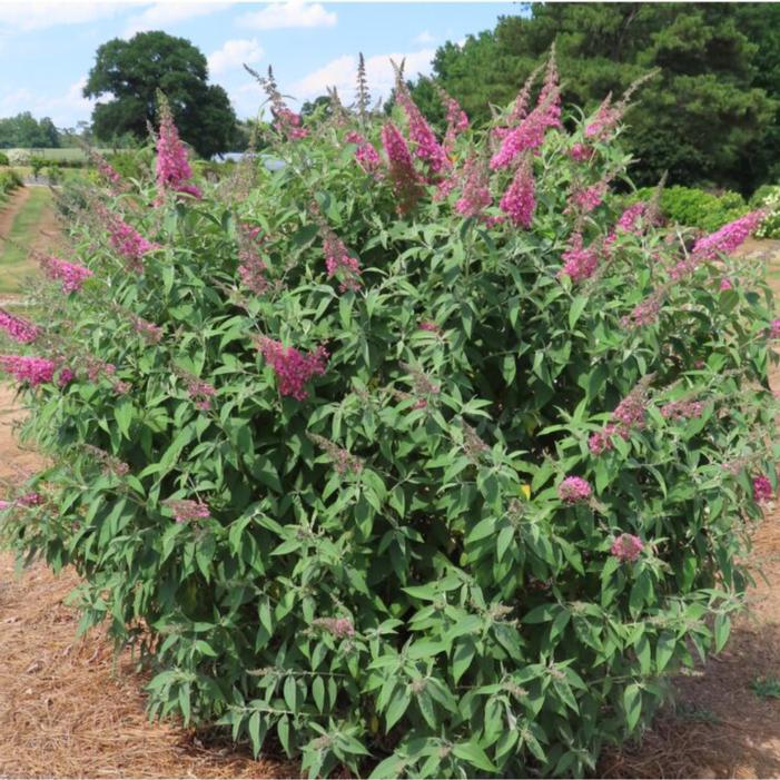 Buddleia davidii 'Bailbudone'