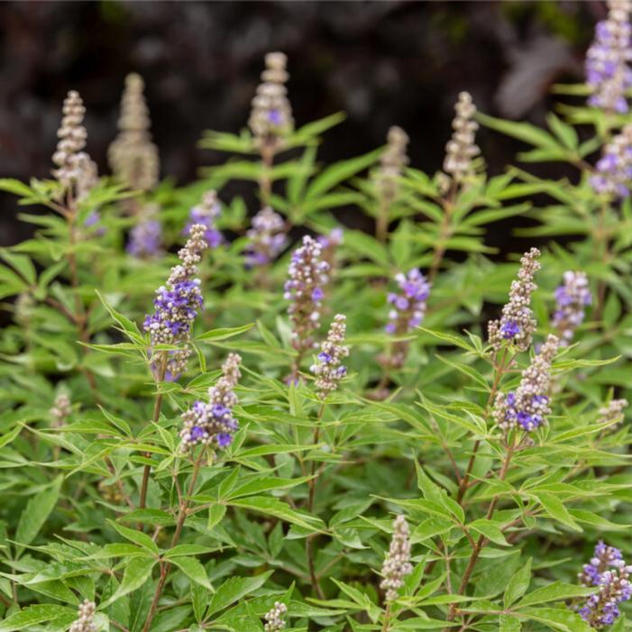 Vitex agnus-castus 'Bailtexfour'