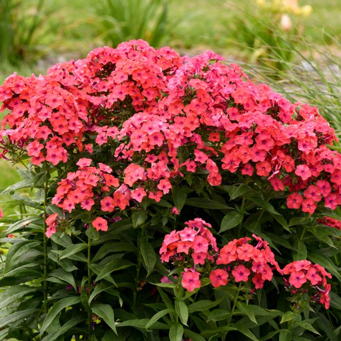 Phlox paniculata 'Sunset Coral'