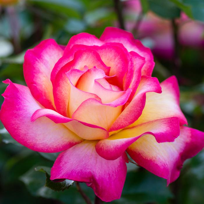 Rainbow Sorbet™ Hybrid Tea Rose | Sooner Plant Farm