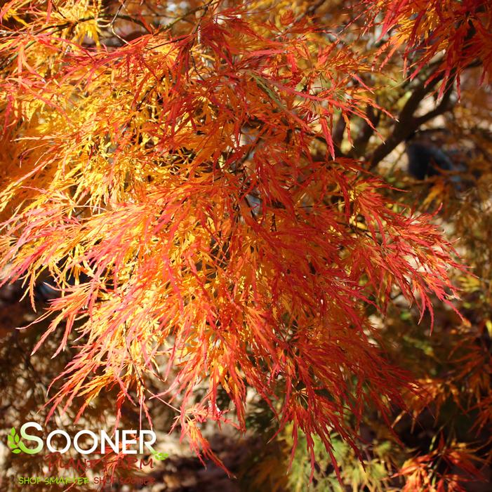 VIRIDIS WEEPING JAPANESE MAPLE