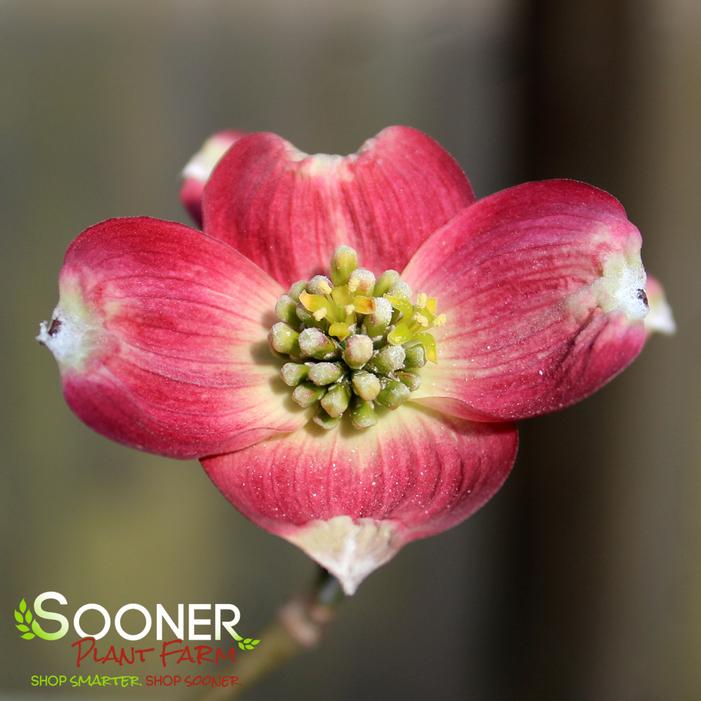 CHEROKEE BRAVE® DOGWOOD