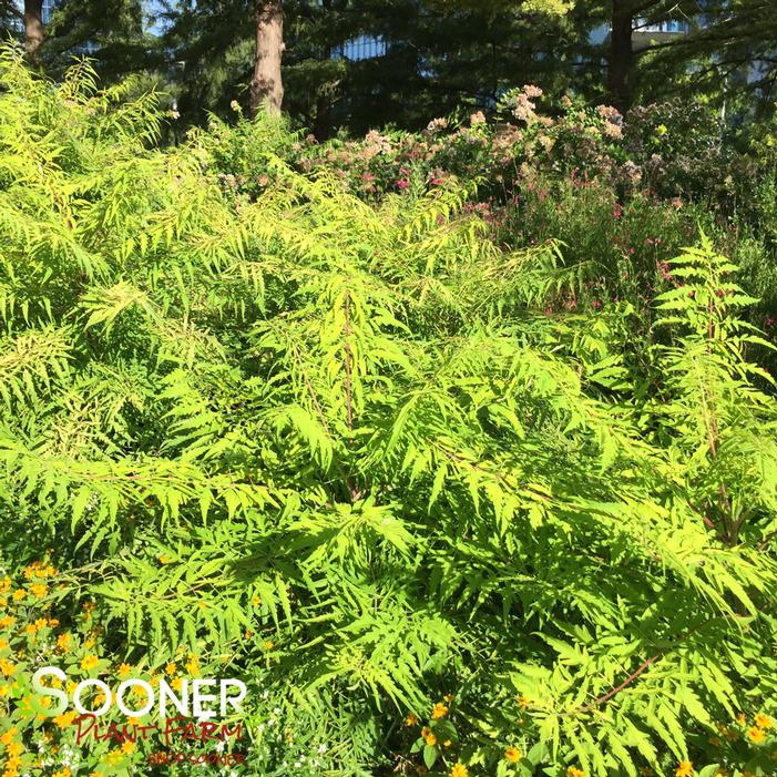 TIGER EYES® CUTLEAF STAGHORN SUMAC