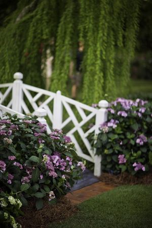 ENDLESS SUMMER® TWIST-N-SHOUT® HYDRANGEA