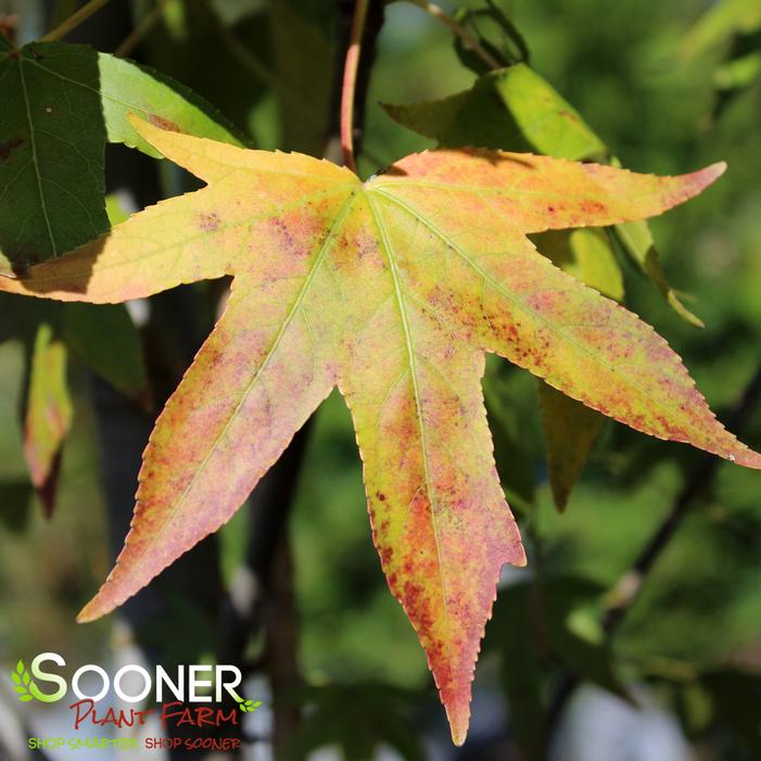 CHEROKEE™ SWEETGUM