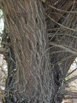 WISCONSIN WEEPING WILLOW