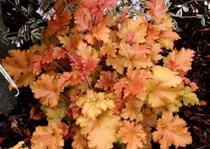 MARMALADE CORAL BELLS