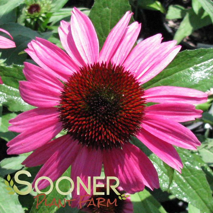 BIG SKY™ AFTER MIDNIGHT CONEFLOWER
