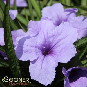 KATIE PURPLE DWARF MEXICAN PETUNIA