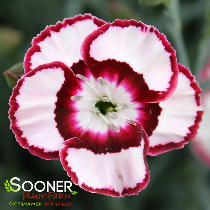 RASPBERRY SWIRL DIANTHUS