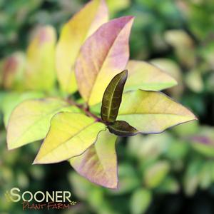 GOLDEN VICARY PRIVET