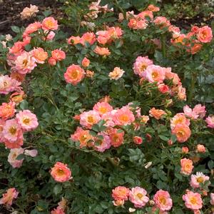 OSO EASY® STRAWBERRY CRUSH ROSE