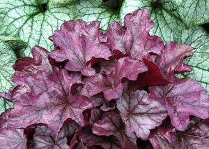 PLUM ROYALE CORAL BELLS