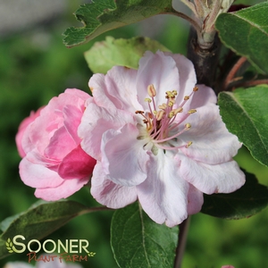 BRANDYWINE CRABAPPLE