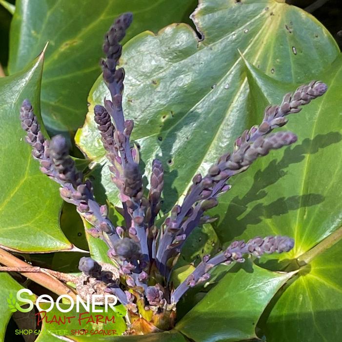 LEATHERLEAF MAHONIA