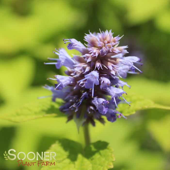 GOLDEN JUBILEE HYSSOP