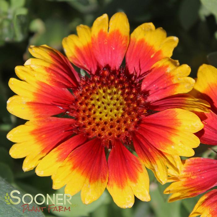 GOBLIN BLANKET FLOWER