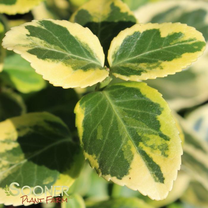 GOLD SPLASH® EUONYMUS