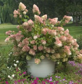 LITTLE LAMB HYDRANGEA