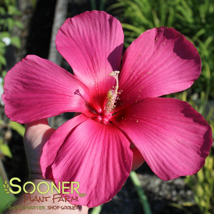 Hibiscus x 'Moy Grande'