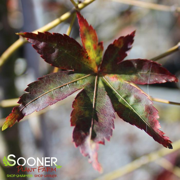 SAGARA NISHIKI UPRIGHT JAPANESE MAPLE