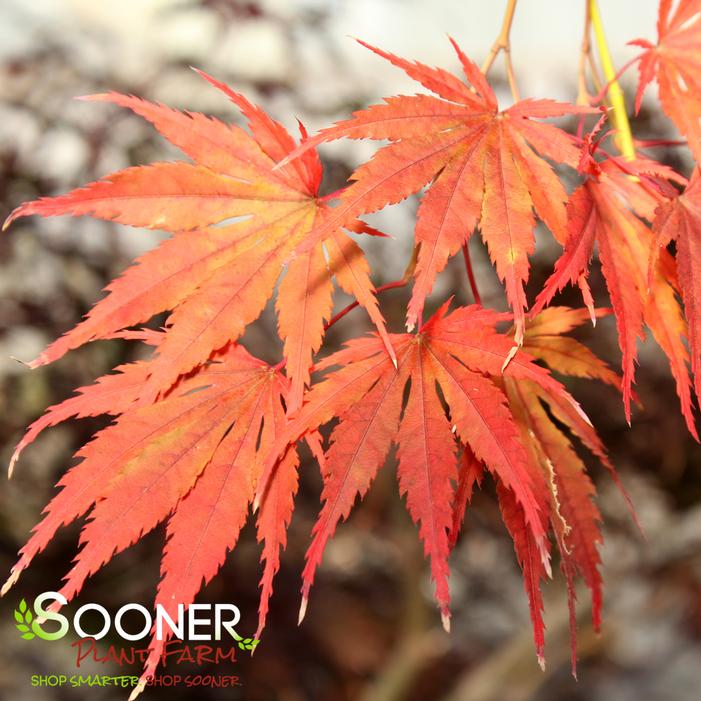 TIGER ROSE UPRIGHT JAPANESE MAPLE