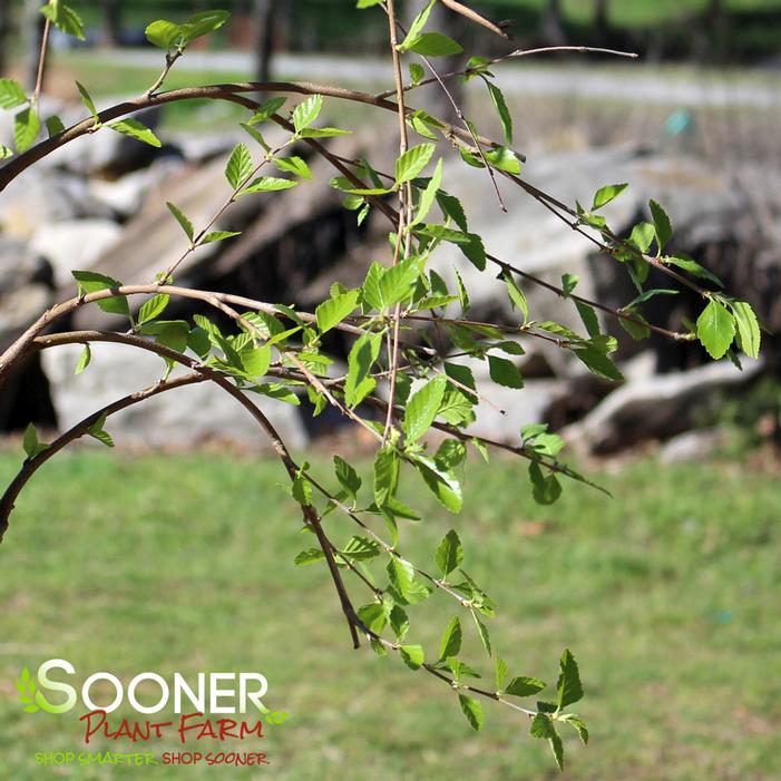 SUMMER CASCADE® WEEPING RIVER BIRCH