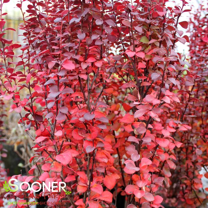 ORANGE ROCKET BARBERRY