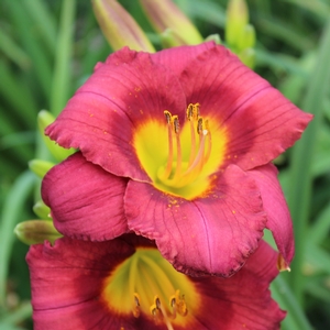 JAMAICA SUNRISE™ KOKOMO™ DAYLILY