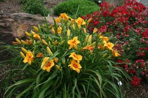 KOKOMO SUNSET™ KOKOMO™ DAYLILY