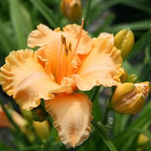 BERMUDA PEACH™ KOKOMO™ DAYLILY