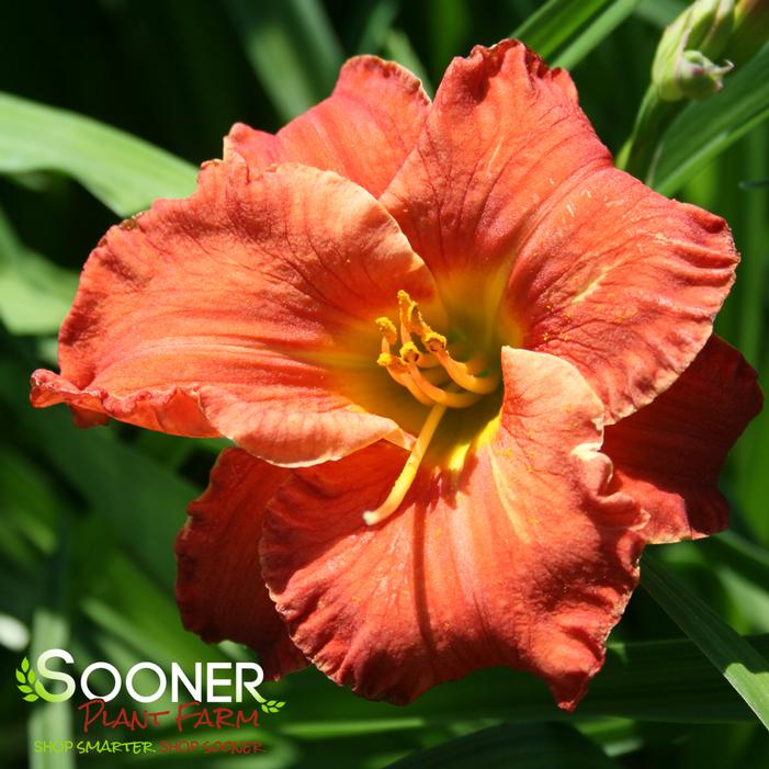 CARIBBEAN CORAL™ KOKOMO™ DAYLILY