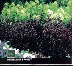 WINE & ROSES® WEIGELA