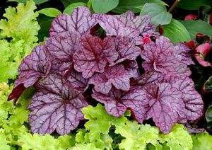 SUGAR PLUM CORAL BELLS