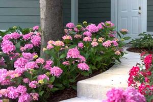 LET'S DANCE® MOONLIGHT HYDRANGEA