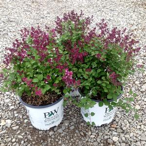 BLOOMERANG® PURPLE LILAC