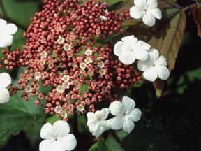 ONONDAGA VIBURNUM