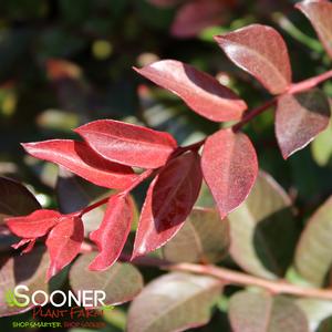 SACRAMENTO WEEPING CRAPEMYRTLE