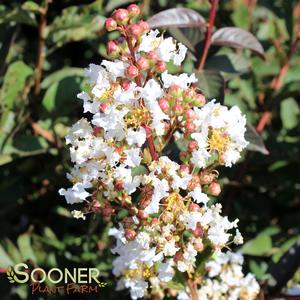 WHITE CHOCOLATE CRAPEMYRTLE