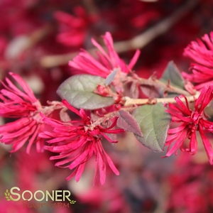 EVER RED LOROPETALUM