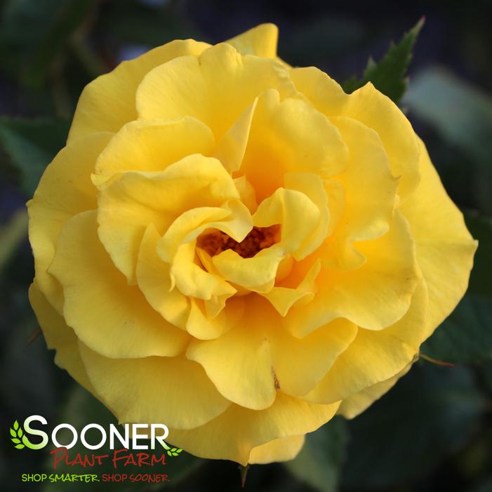 SUNSPRITE FLORIBUNDA SHRUB ROSE