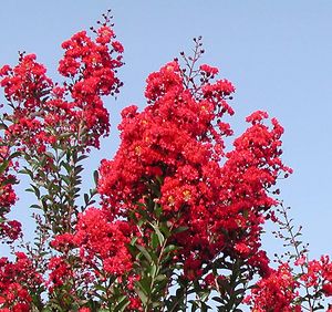 RED ROCKET® CRAPEMYRTLE