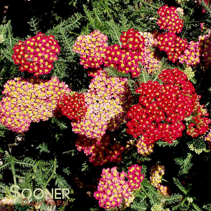 PAPRIKA YARROW