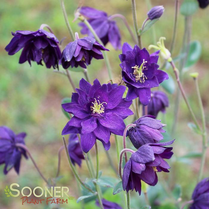 BLUE BARLOW COLUMBINE