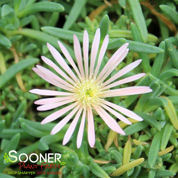 MESA VERDE® ICE PLANT