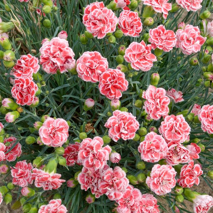 FANCY KNICKERS DIANTHUS