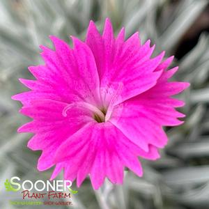 FIREWITCH DIANTHUS