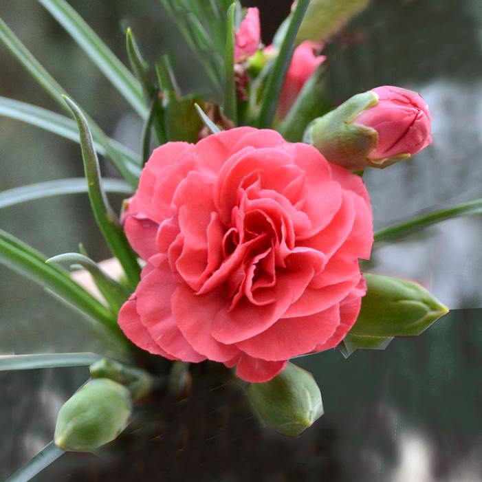 ROSY CHEEKS DIANTHUS